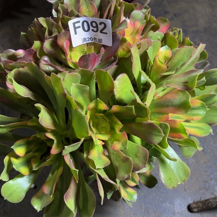 瑞妈多肉园艺。092.
