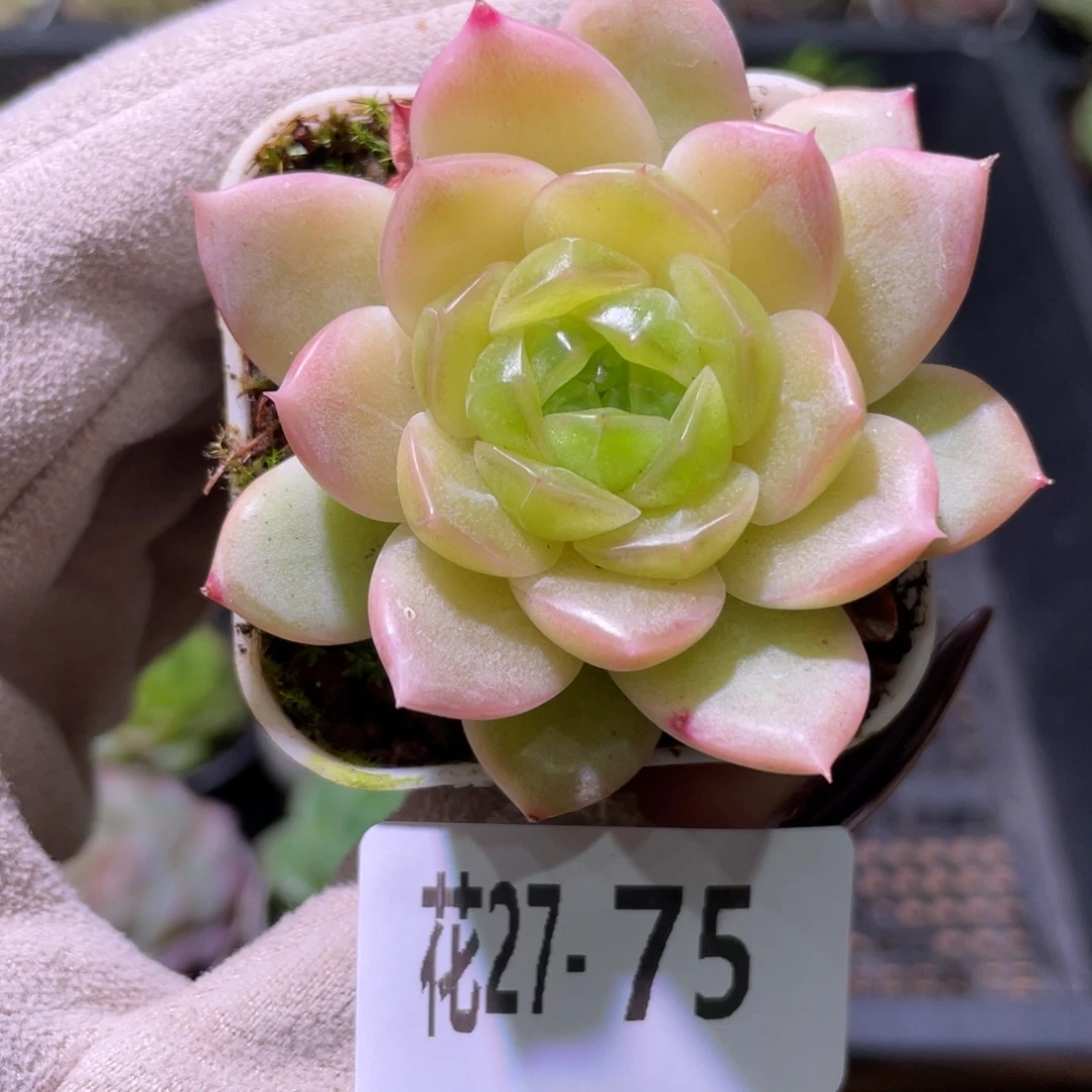 花利美27-75新品珍妮