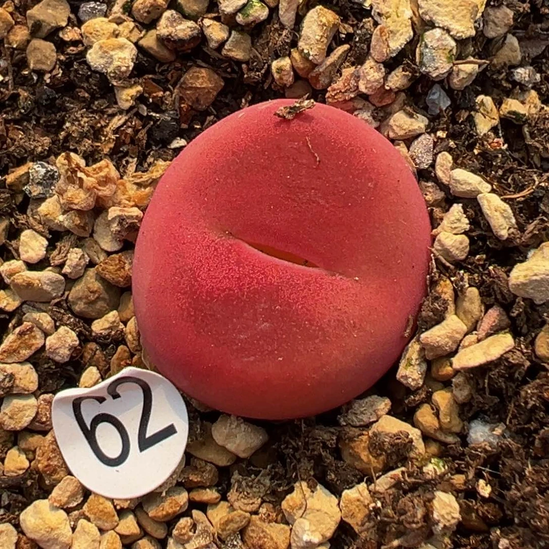 多肉植物11111111111111