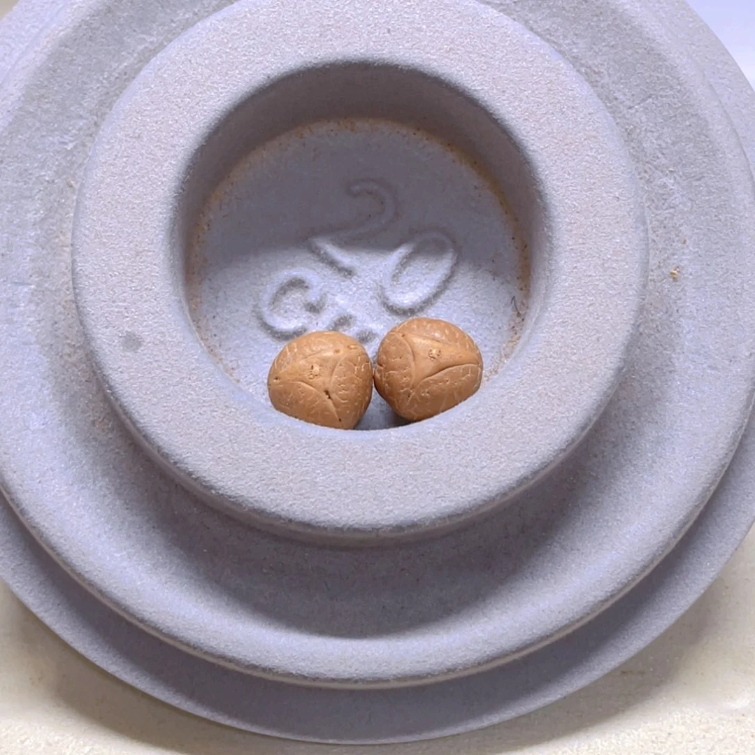 吊坠凤眼菩提12龙，9@2005