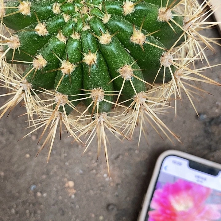 大春春毛花毛花357736