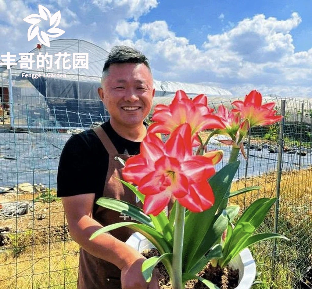 丰哥《进口花孔雀》1颗重瓣朱顶红种球