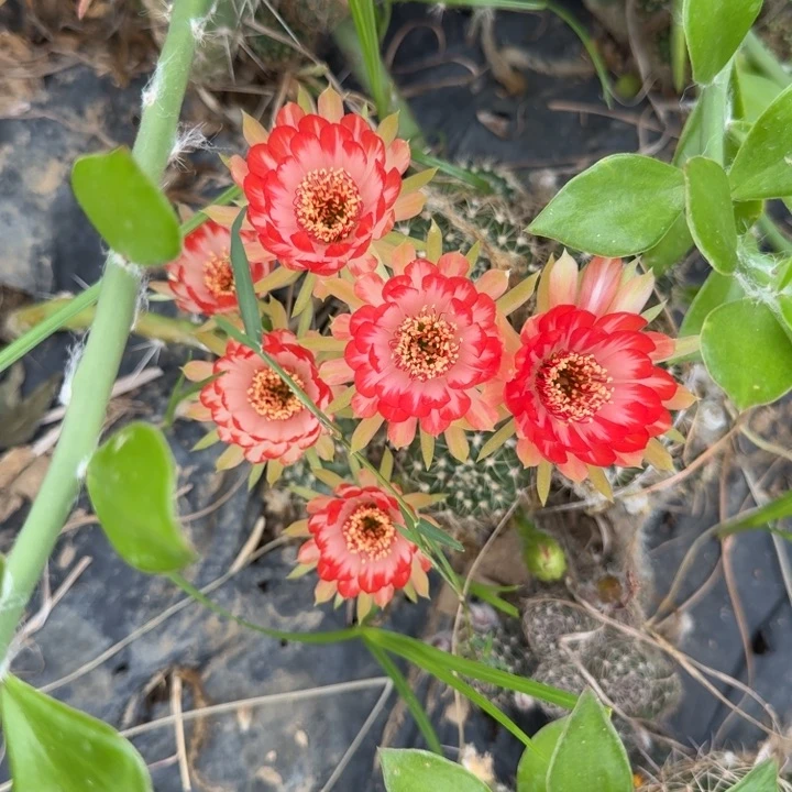 丽花仙人球仙人掌892