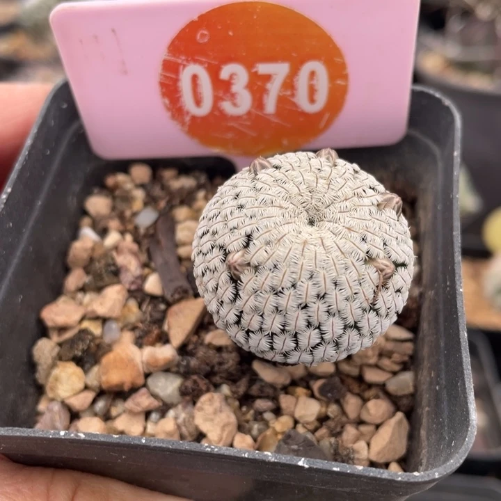 实生白斜子037000000