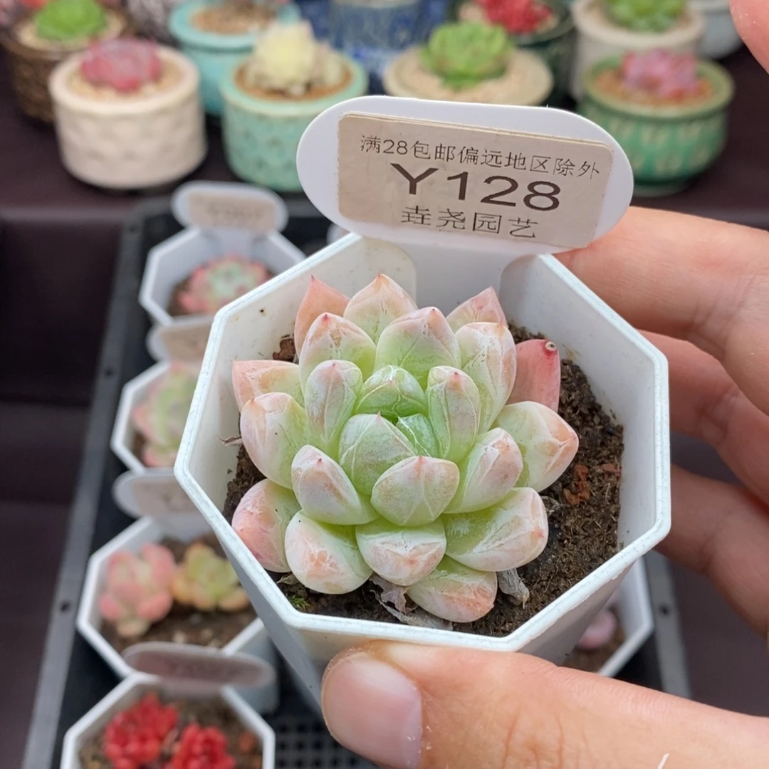 0128 西施单头 4.5cm