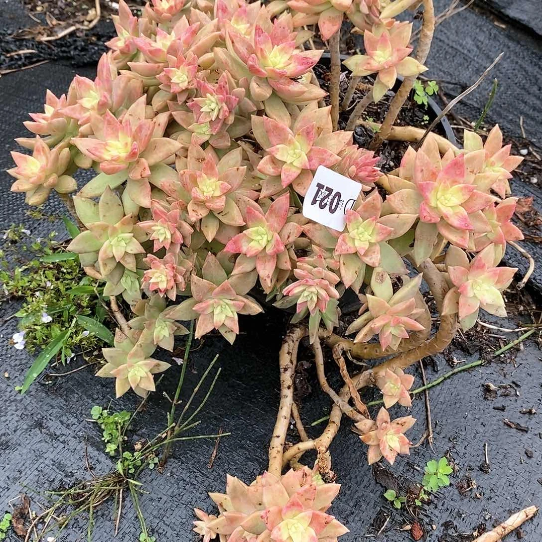 琴021橙色恋人多肉植物