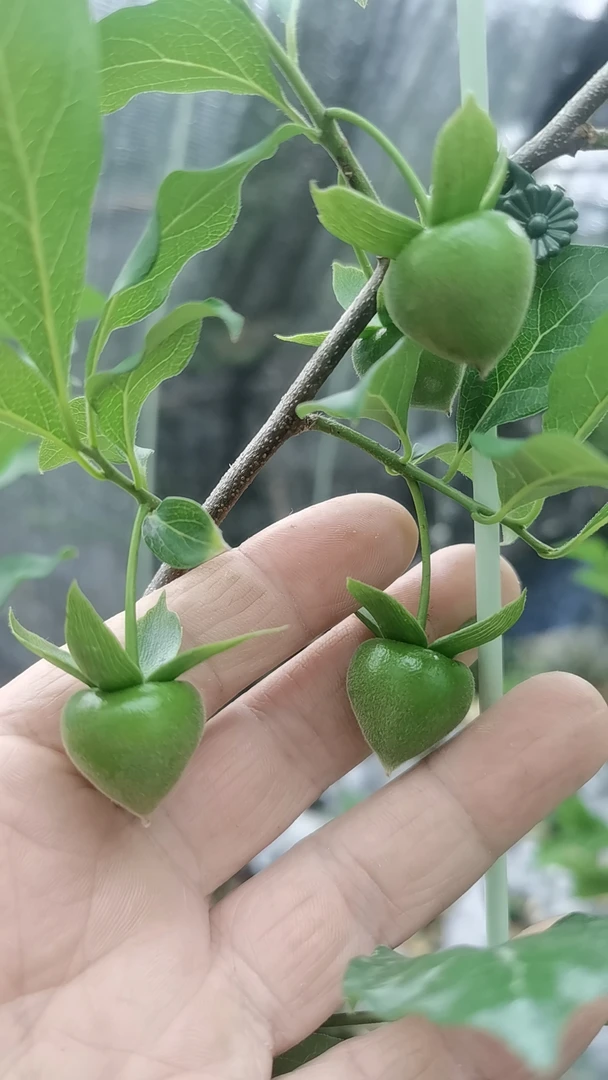 老鸦柿扁桃心嫁接苗专拍