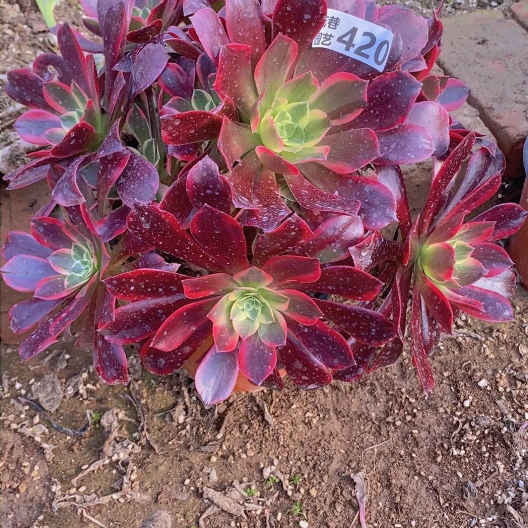 420 号一物一拍多肉植物
