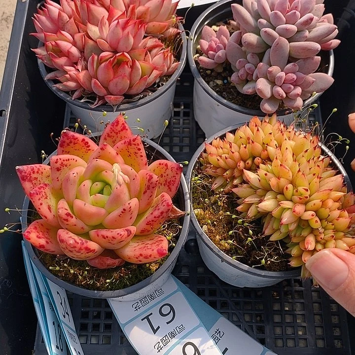 4 多肉植物盆栽花卉植物