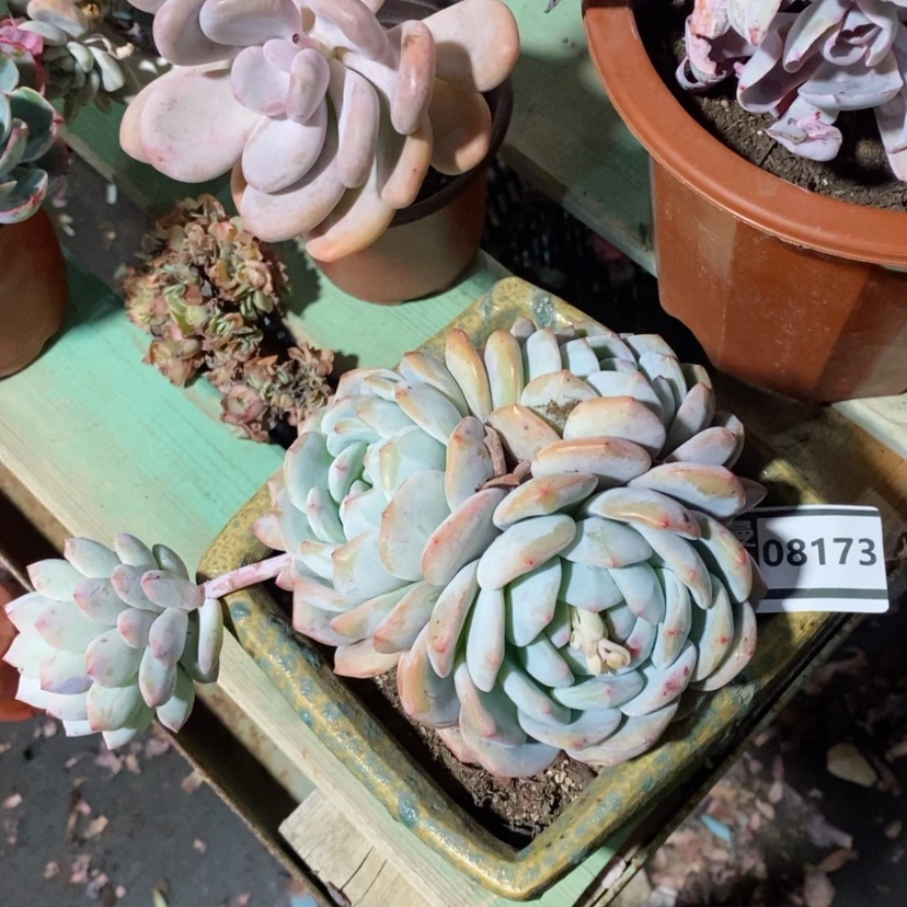 【闪购商品】橙梦露08173