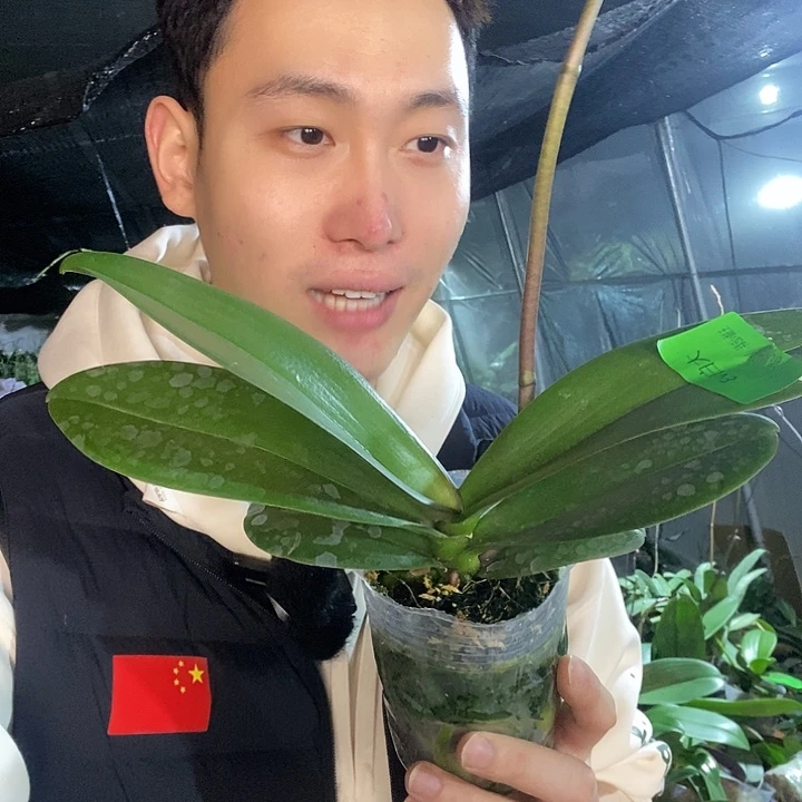 无花朵大白蝴蝶兰