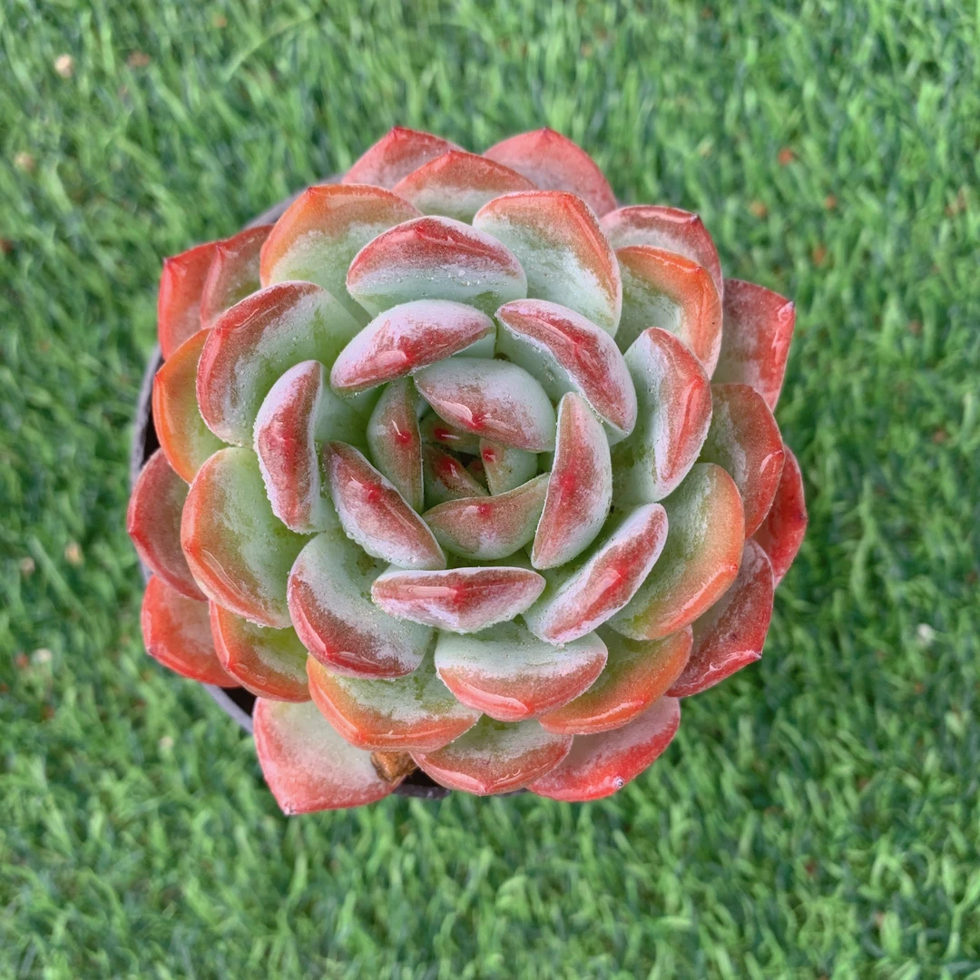 全明星单头6-8CM【花界草堂】精品多肉阳台盆栽新手易养一单包邮