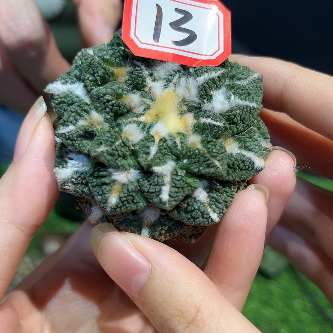 13号自根黑龟子萝卜根