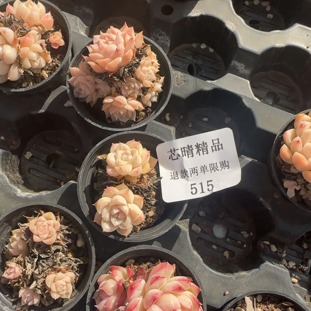 S*.闪购精品多肉515号