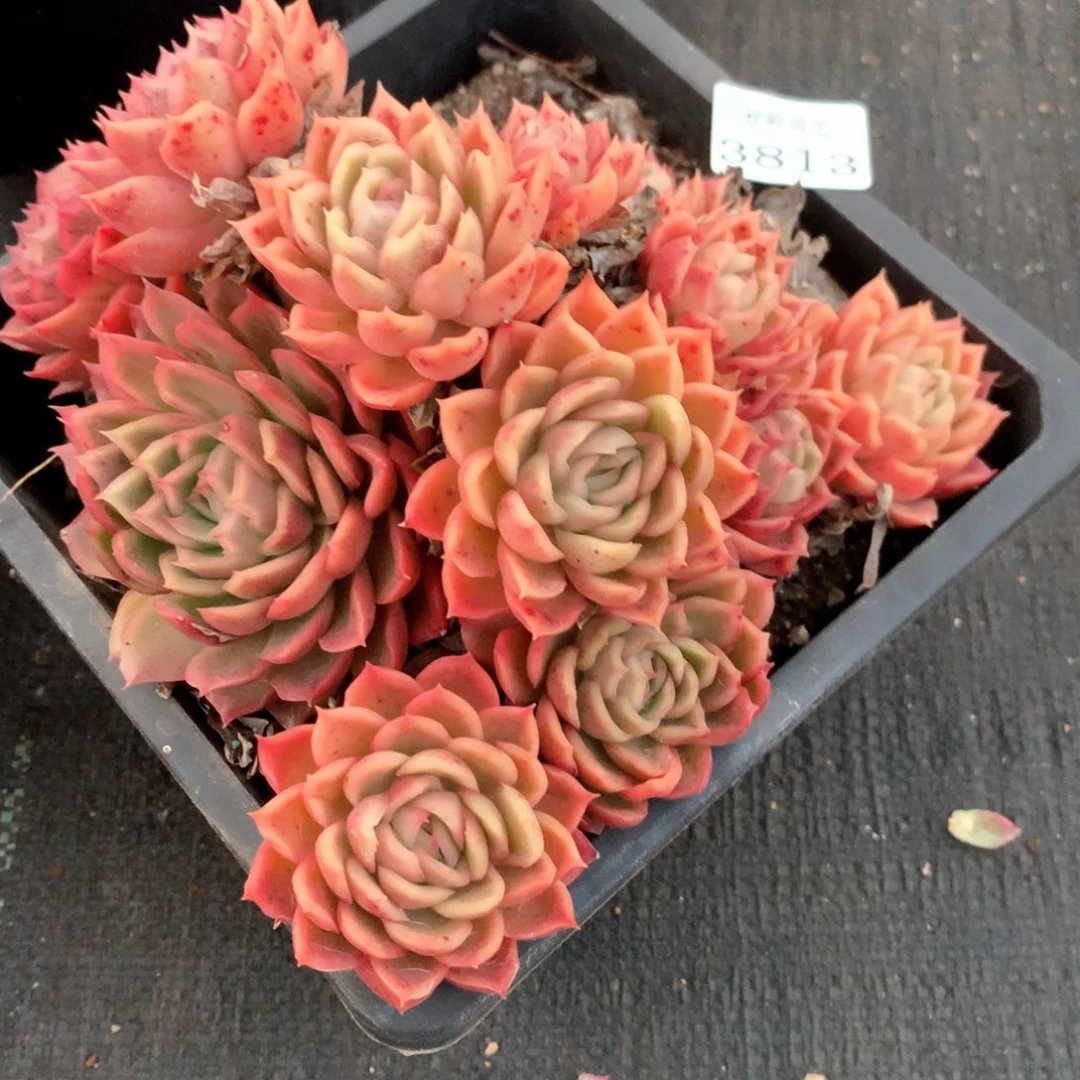 3813杂交多肉植物基地