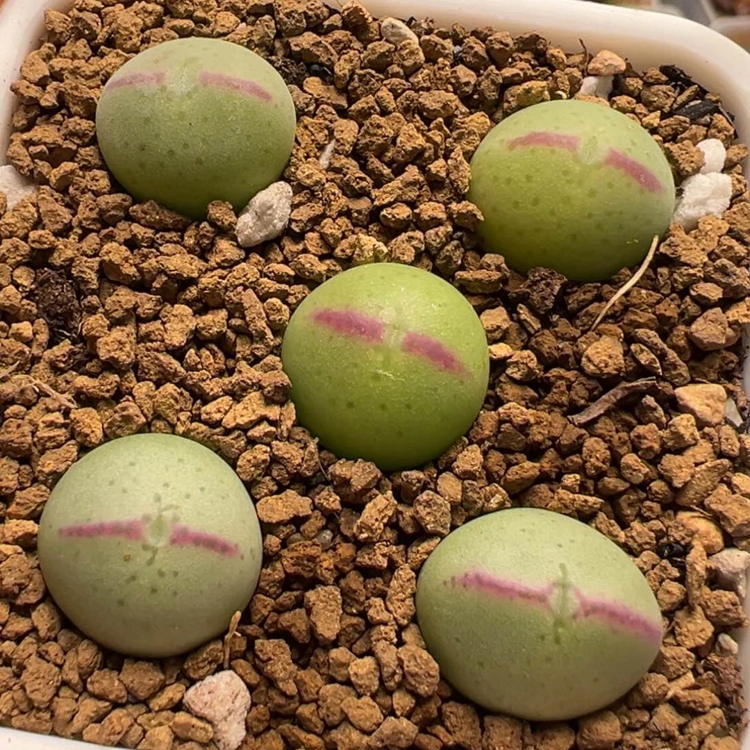 皮卡丘5棵多肉百科