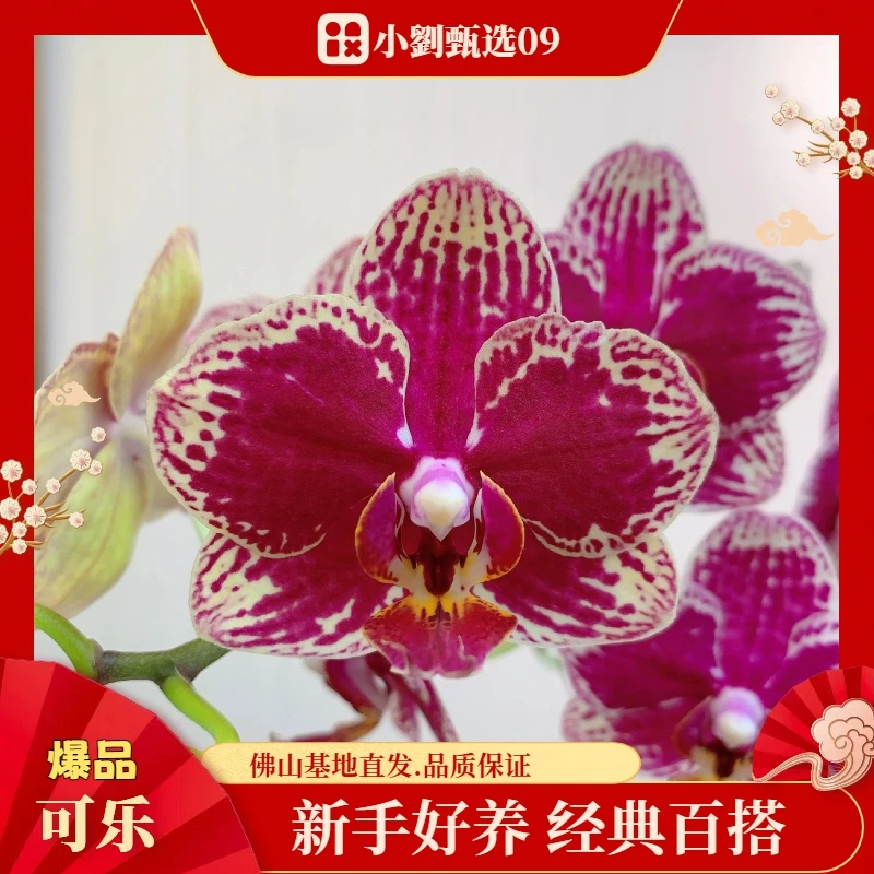 【可乐09】精美蝴蝶兰花卉盆栽室内花期超长佛山基地批发直播次日达