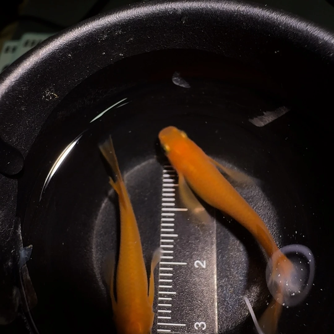 青鳉鱼一物一拍025