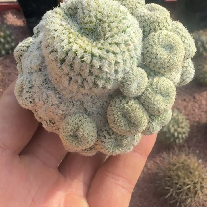 智利白球群有根666666