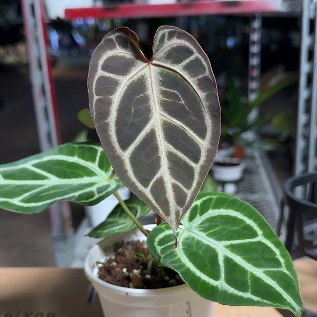 完全开放Y83印尼寡妇杂