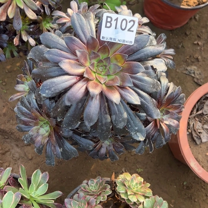 墨法师多肉植物102.