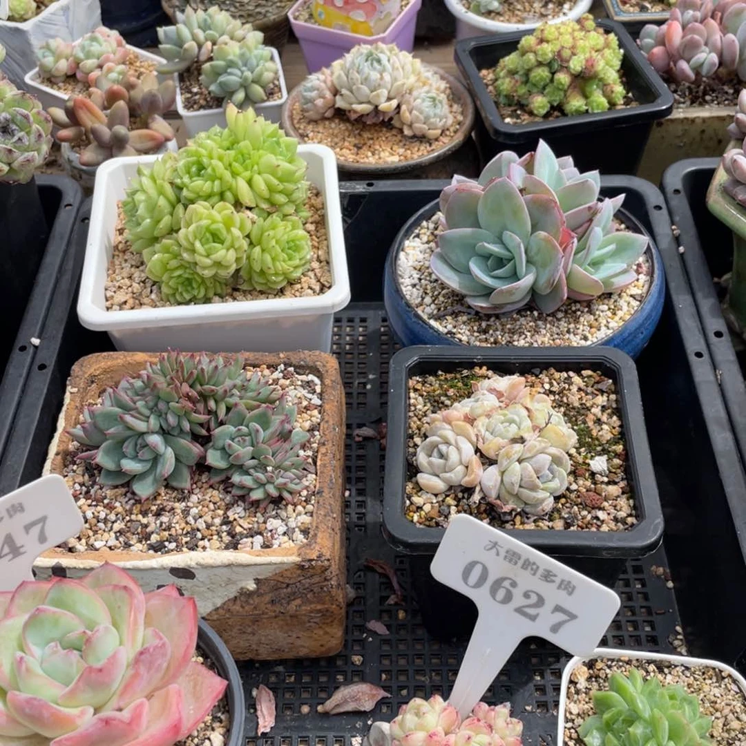 猪**?啦啦啦啦啦啦啦