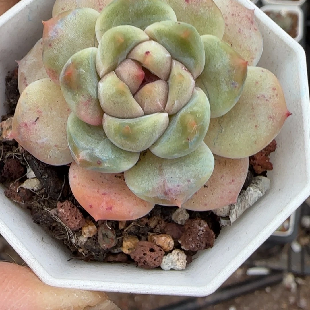 多肉小卡拉米糖心一物一拍