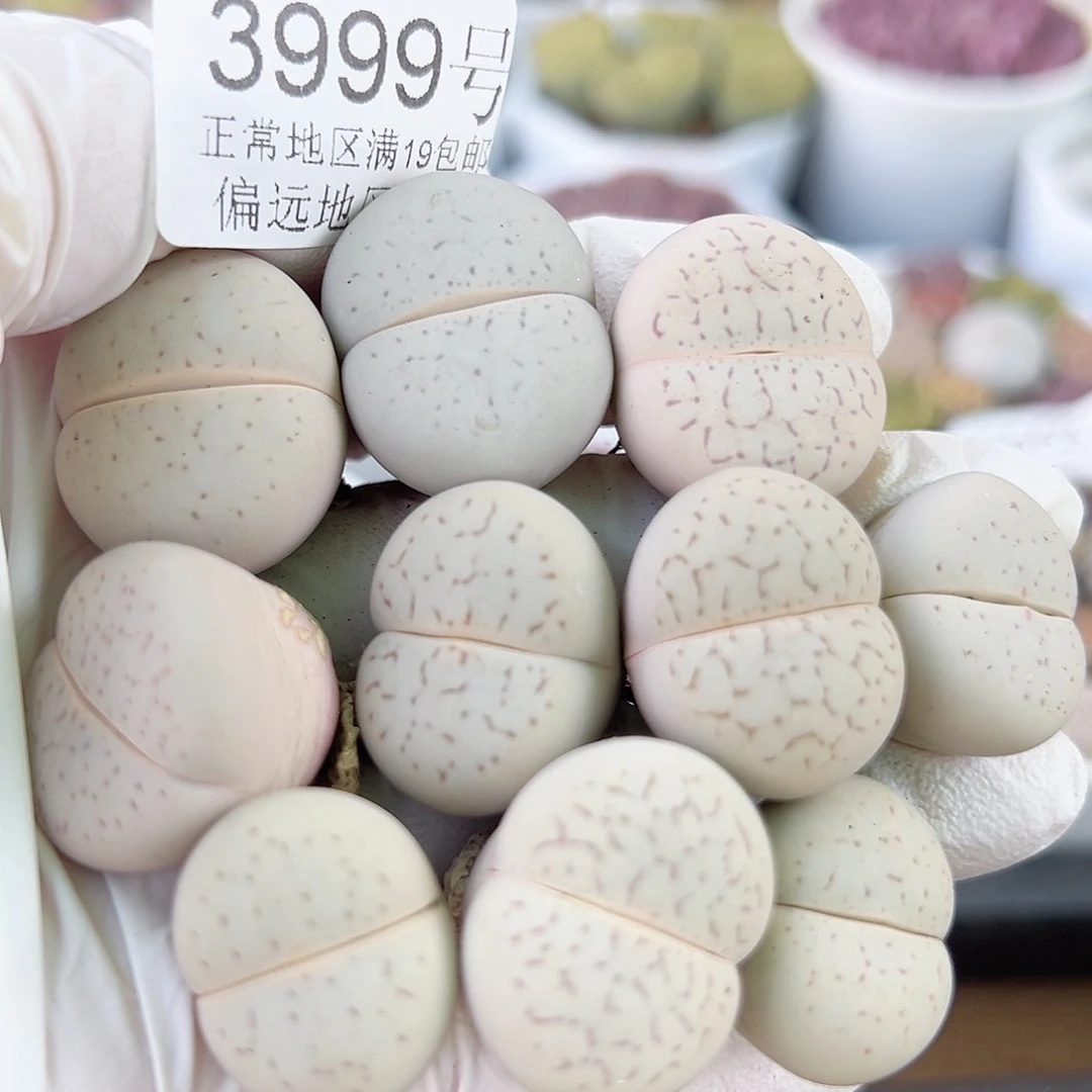 3999四年大白10个2cm左右侧面老疤特价