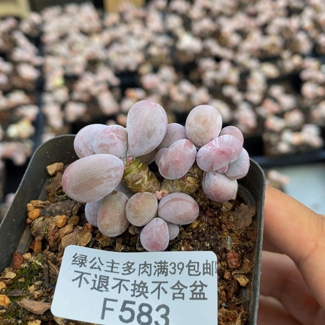 ?*豆583蛋黄奶多肉4c m