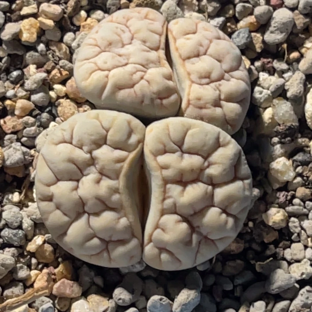 有***绥7535双头荒1专拍的