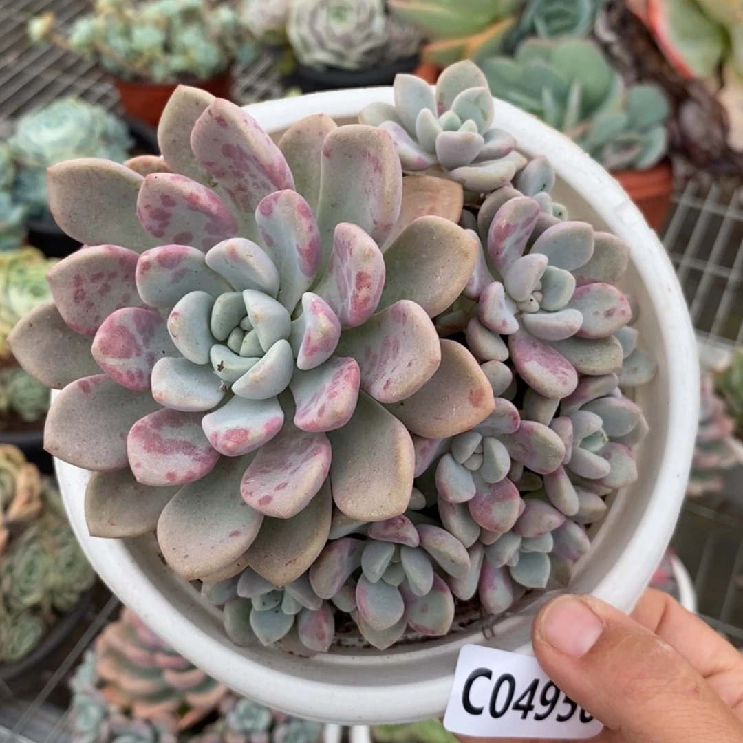 4956花斑露一物一拍