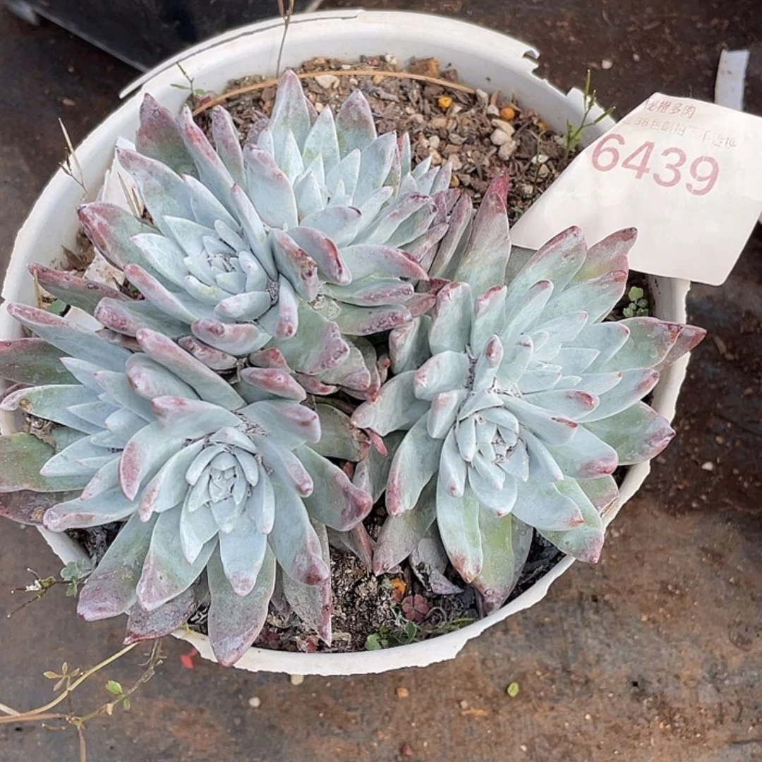 【闪购商品】白菊苹果叶