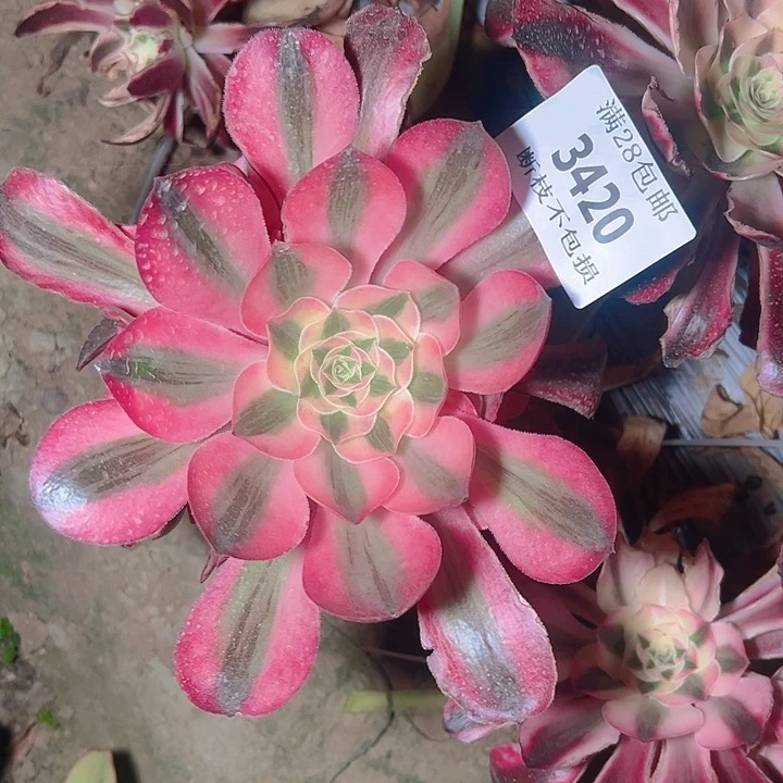 无花朵❤****❤3420无根爱丽丝捧花多肉植物
