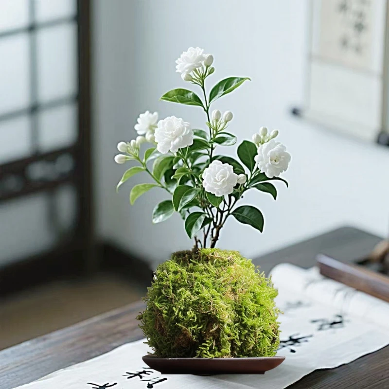 带花苞茉莉花盆栽苔藓球绿植水培发财树净化空气绿萝室内阳台植物