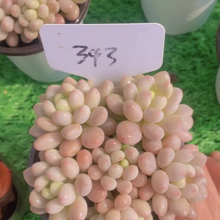 多肉植物，开心多肉