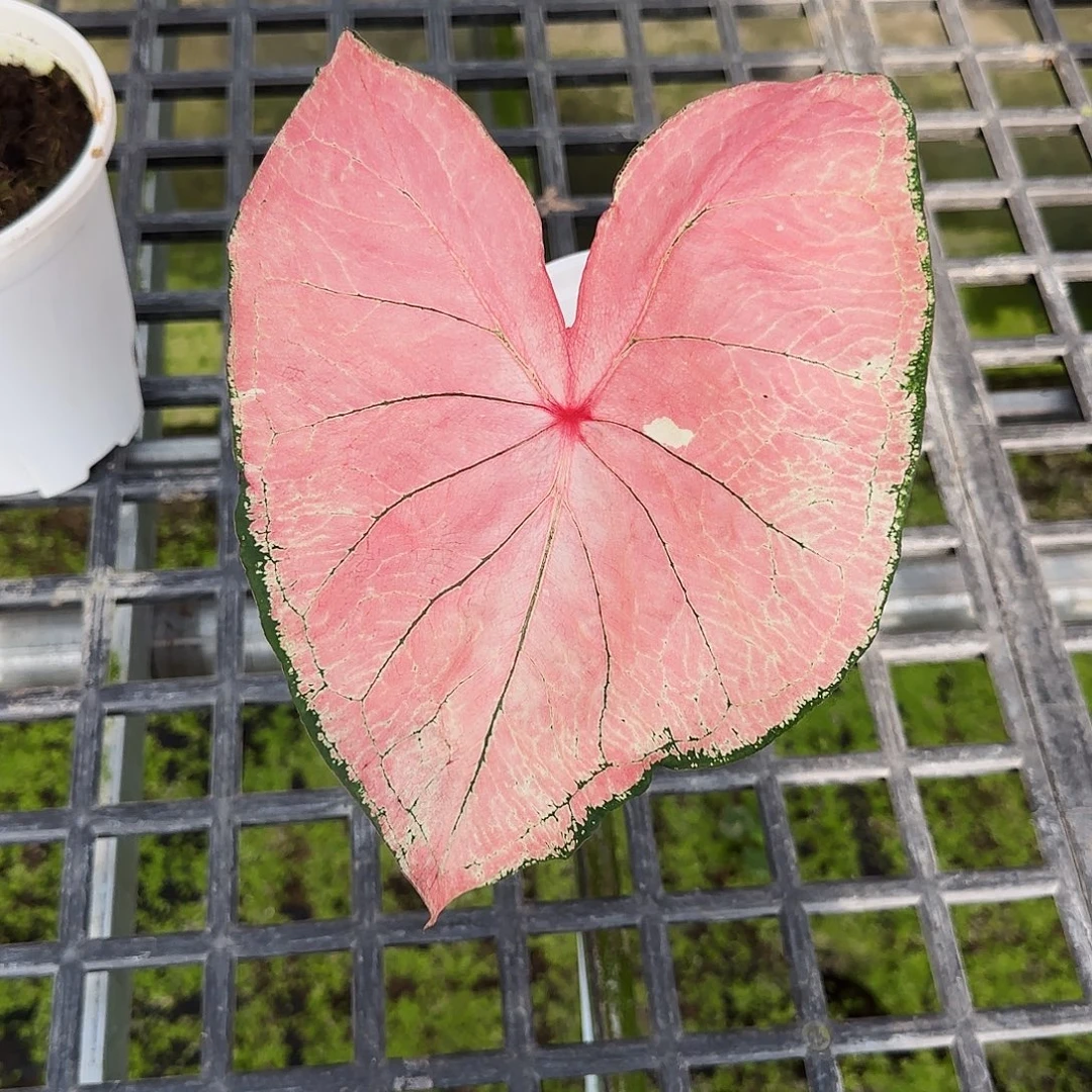 晶***完全开放05莫妮卡不包叶损不包球