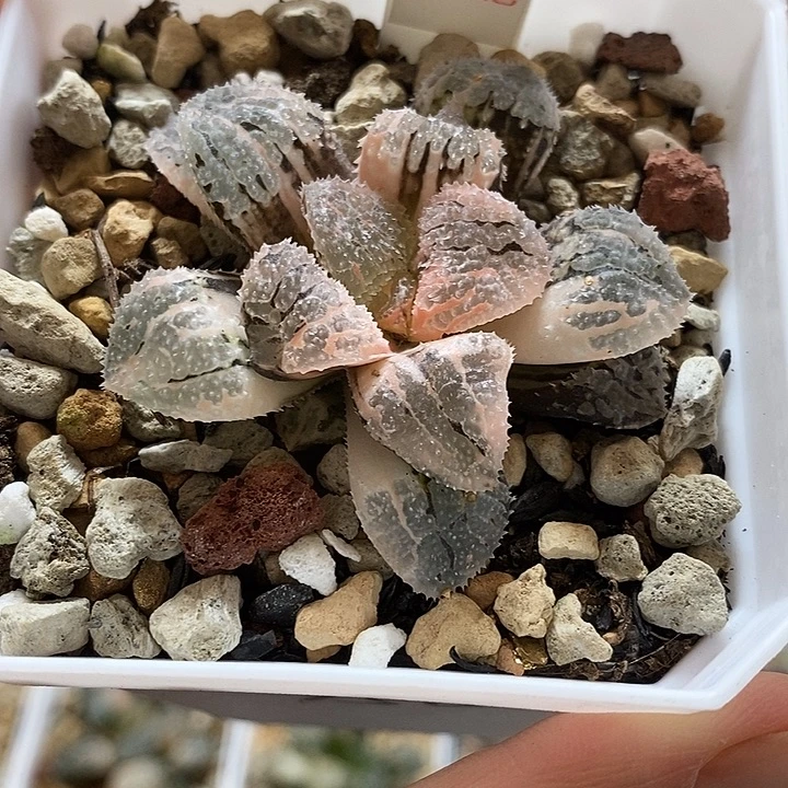 222具味城寿锦一物一拍