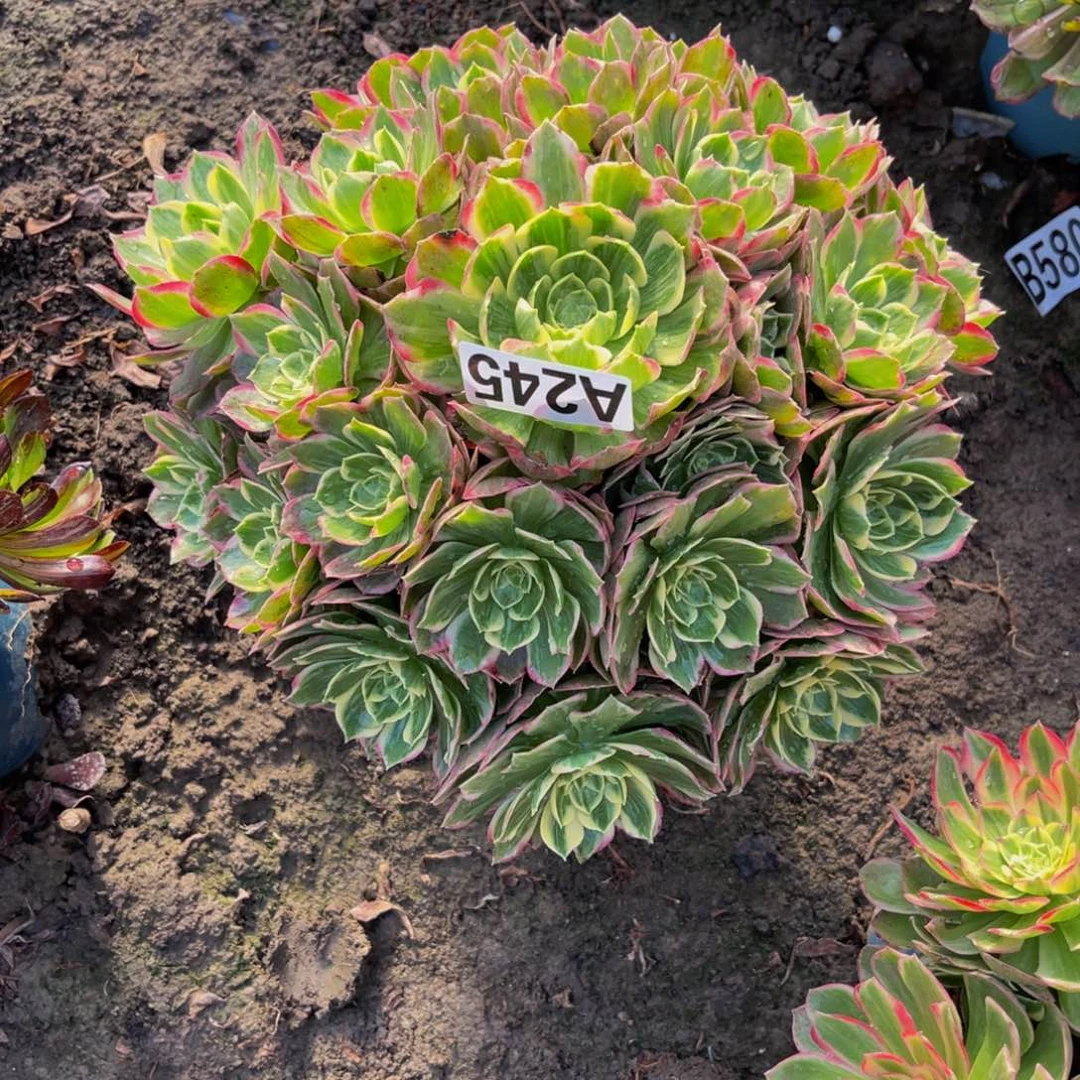 水蜜桃法师26////17包邮