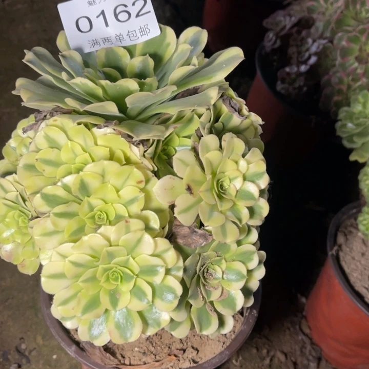 绿豆沙多肉的人0162