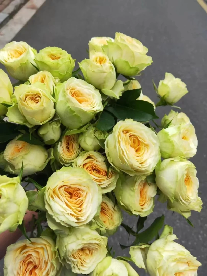 套餐37  牛油果泡泡5支+白色洋桔梗一小把+小天使康乃馨20支