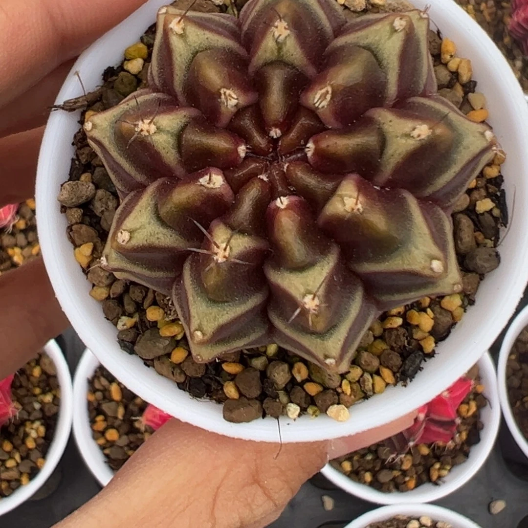 549 好看的米哈冲冲冲