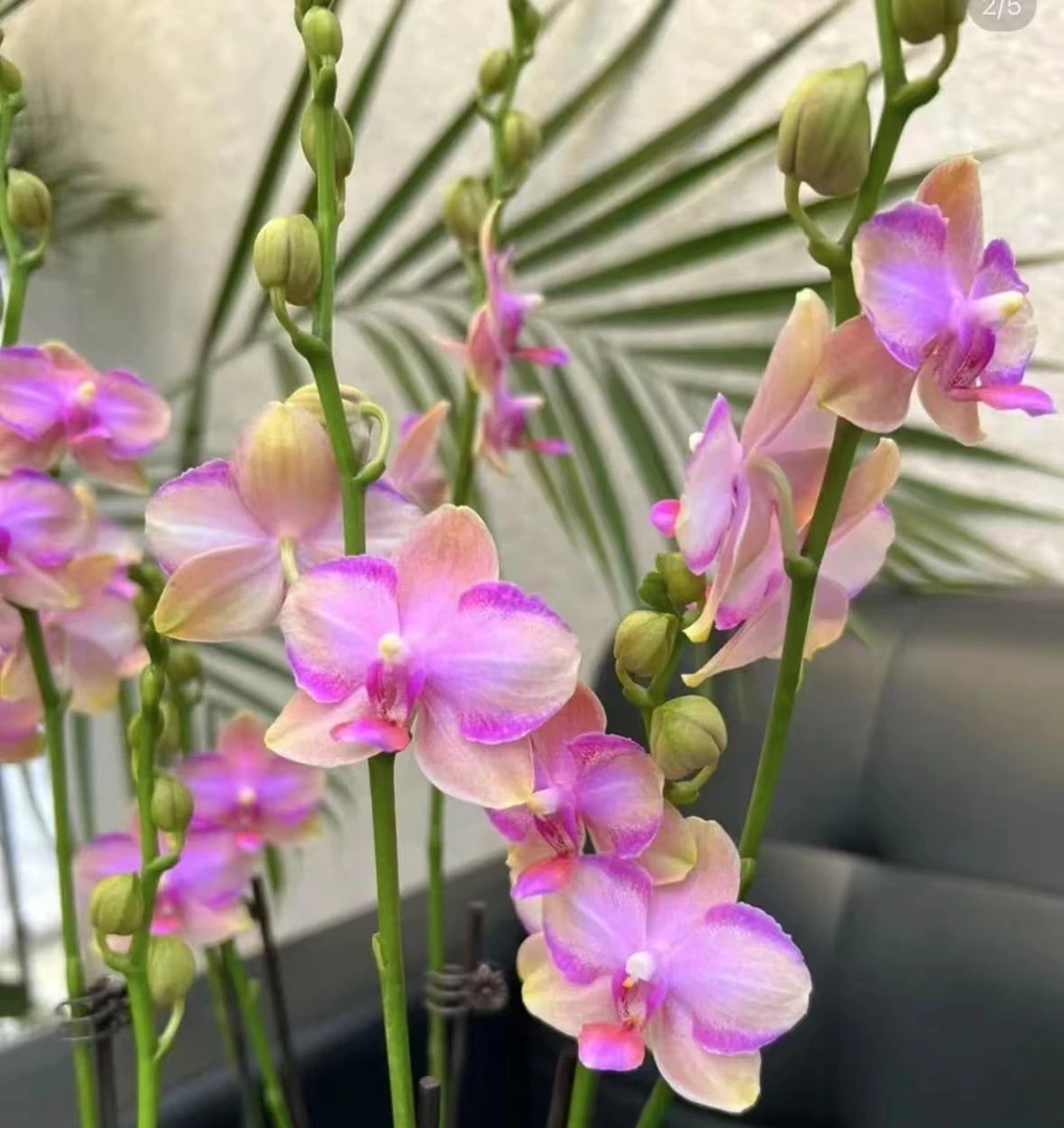 【香七彩】蝴蝶兰双花剑稀少品种花朵带细闪浓香型