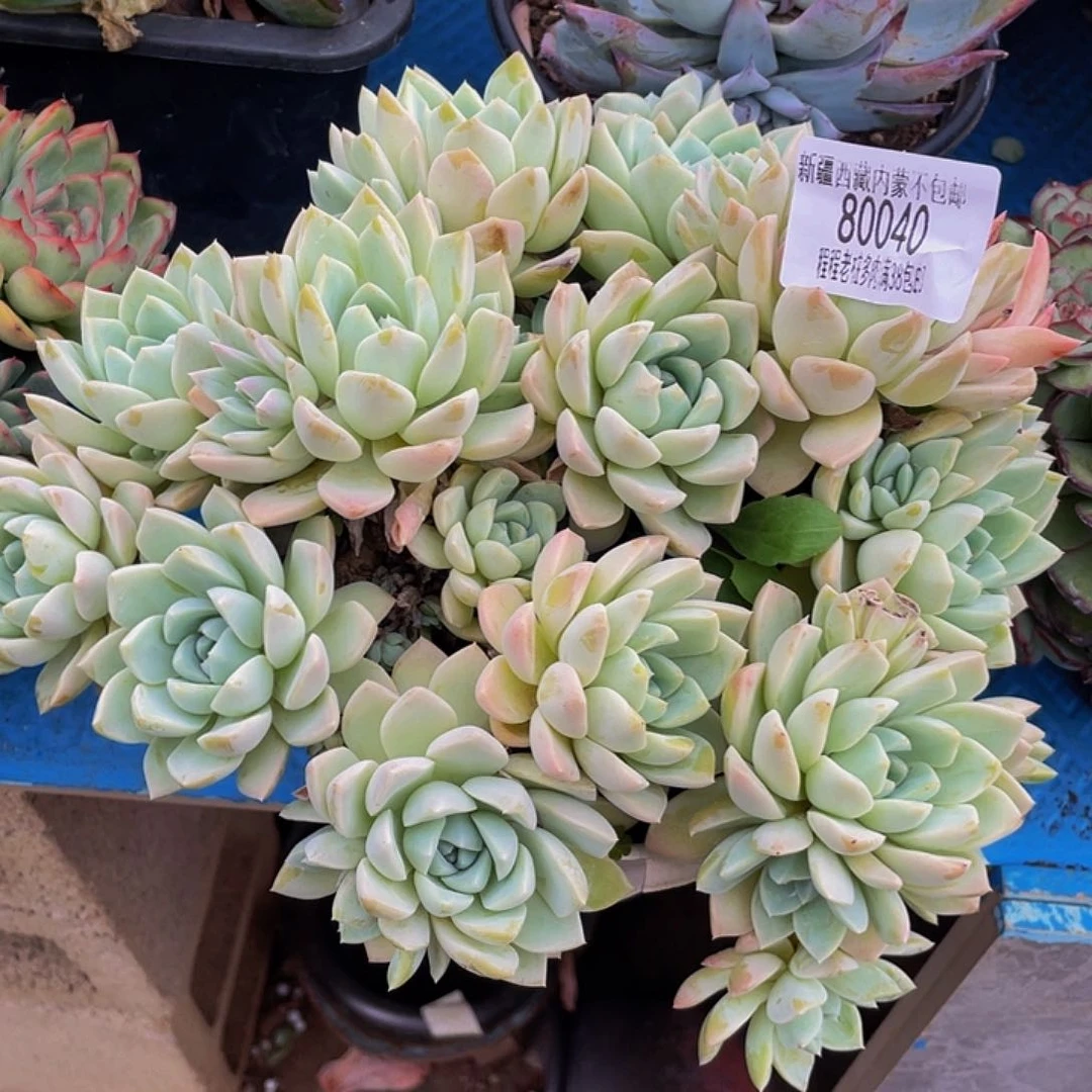 沉**湘奶油美人80040多肉多肉