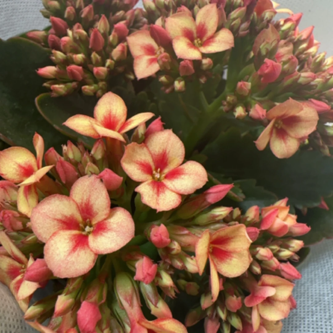 （130盆闪耀）复色单瓣长寿花 室内懒人花 基地直发