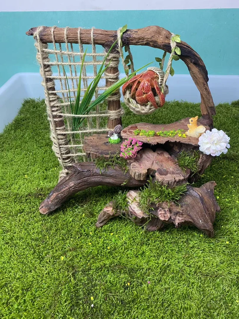 直播挑选寄居蟹补米