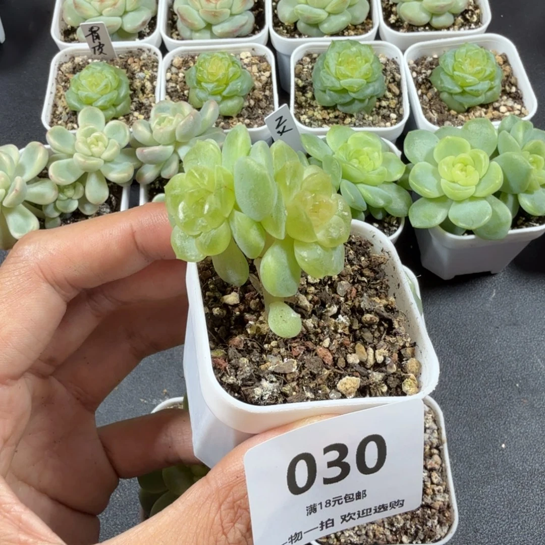 木***子无尽灯双头一物一拍030