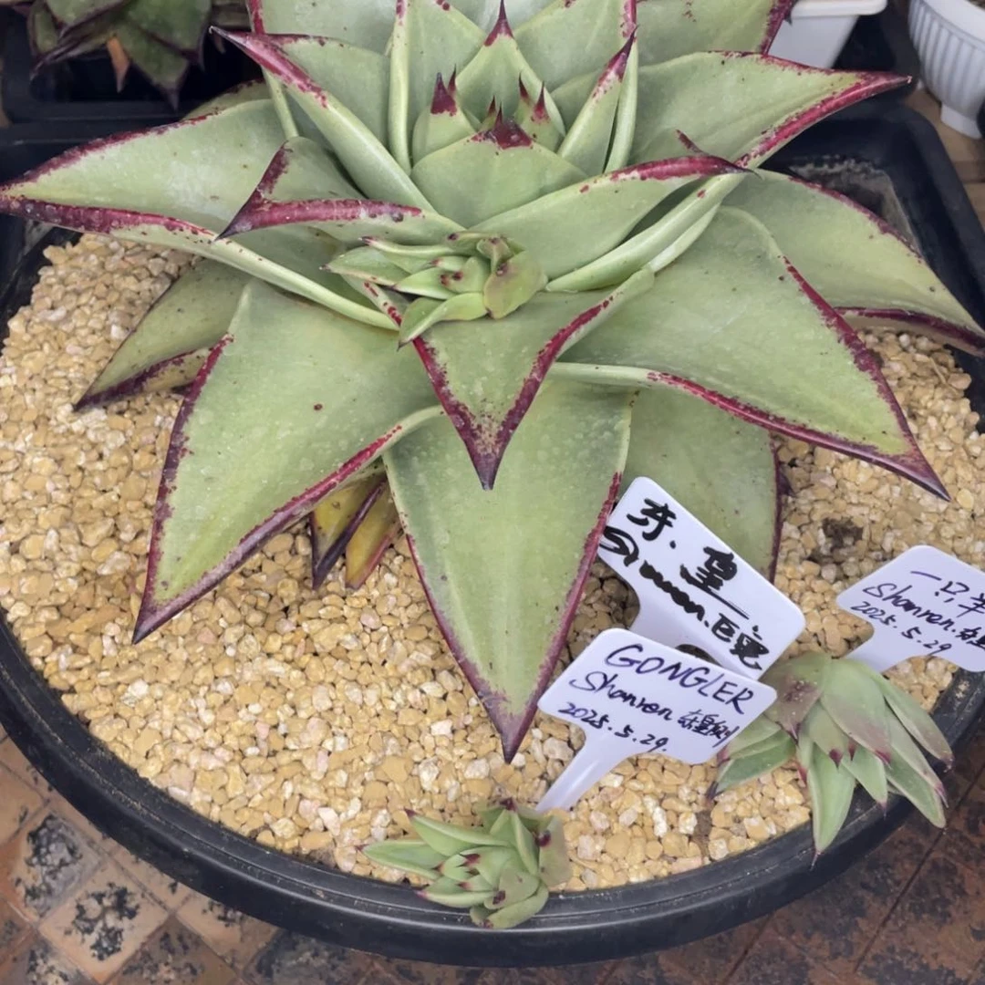 Y**G多肉植物，山人园艺