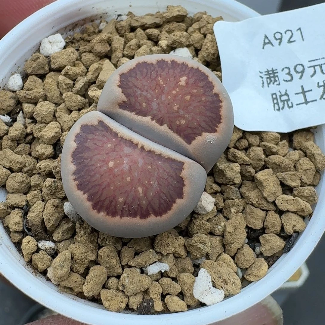 921多肉哈哈哈哈哈哈哈