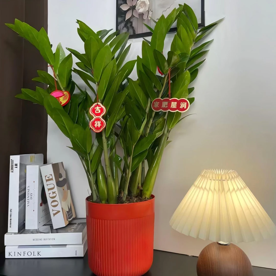 【基地直发】70-80cm金钱树盆栽客厅办公室净化空气四季常青绿植