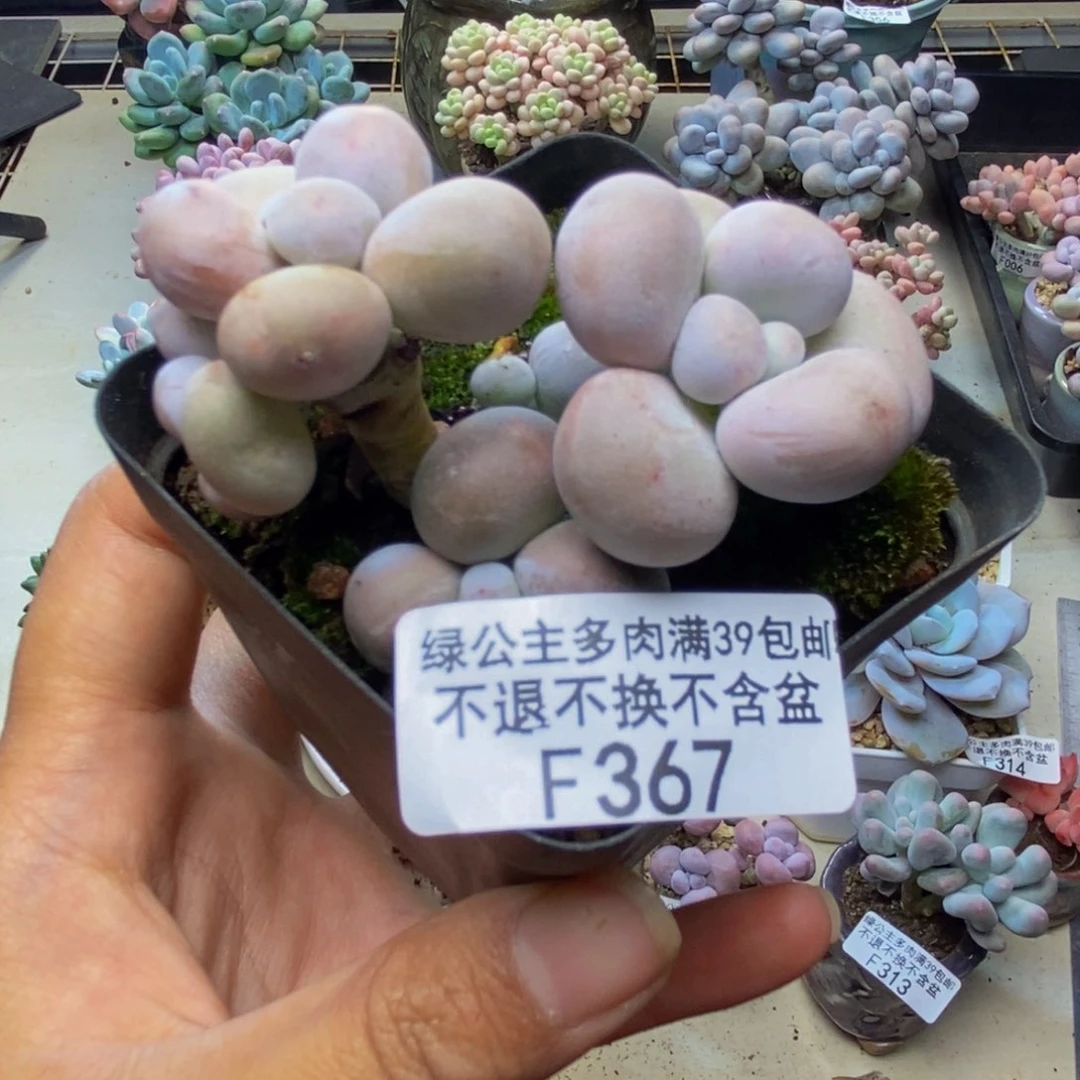 367芭比奶多肉6c m